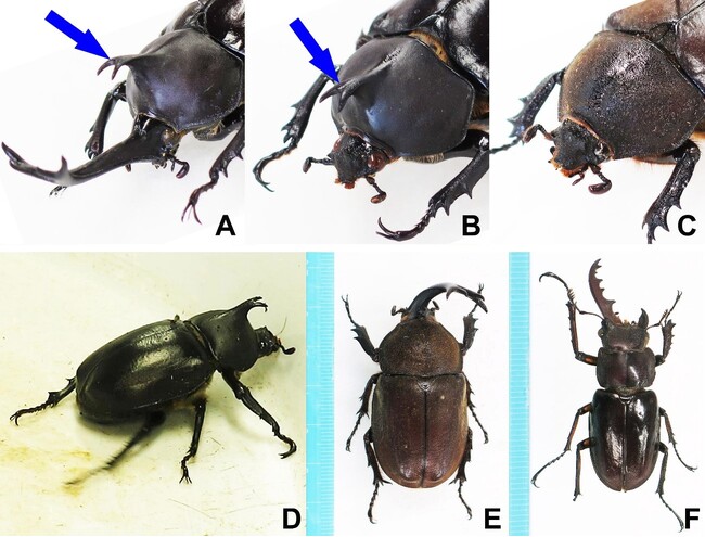 【国立科学博物館】「オスでもありメスでもある」カブトムシの内部・微細構造を解明！～カブトムシ雌雄型（ギナンドロモルフ）のマイクロCTおよび走査型電子顕微鏡（SEM）による観察～