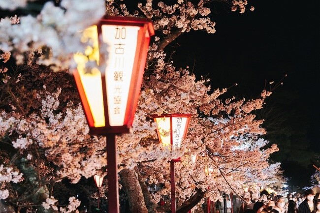 加古川市最大級のお花見エリア約1,000本のソメイヨシノが咲き誇る桜トンネルが幻想的に照らされる「日岡山公園」ぼんぼりライトアップ