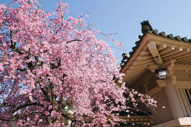 山中温泉【吉祥の桜】桜めぐりMAP×桜会席×桜カクテル ～ソメイヨシノ、しだれ桜、加賀百万石の美、吉祥のおもてなしで春を寿ぐ旅