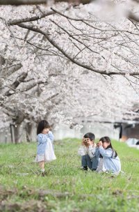 兵庫県三田市「三田さくら物語」プロジェクト　「さんだ桜まつり2025」を令和7年3月30日に開催！
