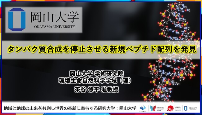 【岡山大学】タンパク質合成を停止させる新規ペプチド配列を発見