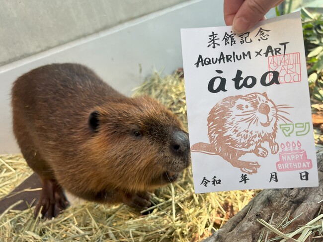 【誕生日記念】アメリカビーバー「マン」の魚朱印を期間限定で販売!