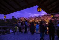 水面に映る幻想的な夜桜　しあわせの村日本庭園　桜のライトアップ開催