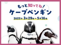 【京都水族館】4月25日は「世界ペンギンの日」!
特別展示「もっと知ってね！ケープペンギン」開催