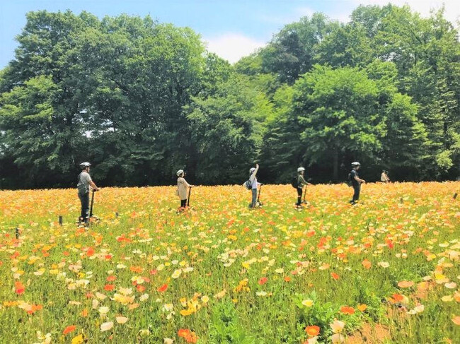 約70万本の「アイスランドポピー」がまもなく開花！4月からGWにかけて春の花畑が見頃を迎えます（国営武蔵丘陵森林公園）