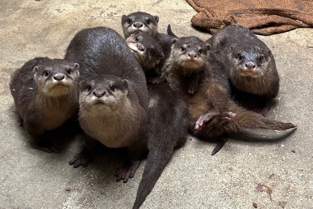 【徳島市】とくしま動物園 STELLA PRESCHOOL ANIMAL KINGDOM　コツメカワウソ5きょうだいの名前が決まりました！