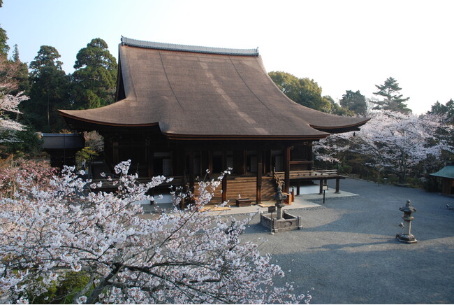 ～近江で阿波おどり～「三井寺花見阿波おどり」を初開催します！