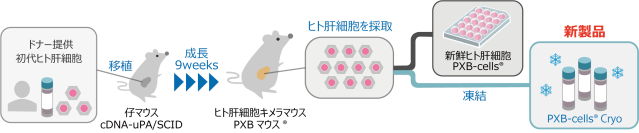 高機能維持した凍結化に成功！世界へ発進・凍結ヒト肝細胞「PXB-cells Cryo」販売開始