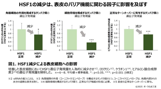 細胞ストレス防御の中心的因子が肌表面の粗さにも影響する可能性を発見