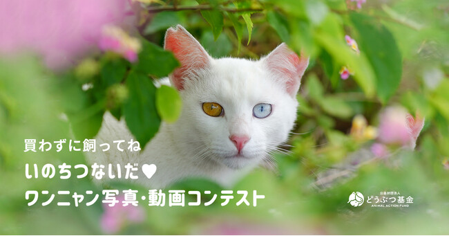 猫写真家・沖昌之氏が審査員に参加！今年もやります「いのちつないだワンニャン写真動画コンテスト」