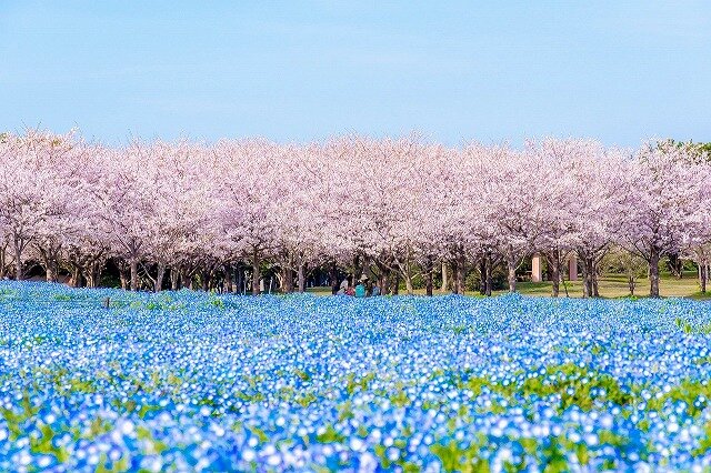 ファミリーに人気の「海の中道海浜公園」の桜とネモフィラがまもなく見頃を迎えるのにあわせて、休暇村志賀島では、土曜日限定のファミリープランを4月５日より販売