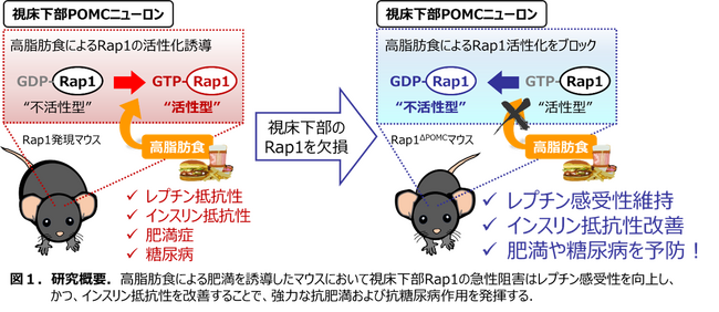 脳の視床下部にあるRap1分子の阻害により糖尿病が改善するメカニズムを解明～新しい糖尿病治療薬の開発に期待～
