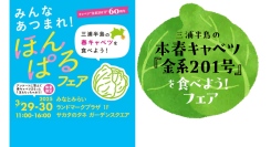 三浦半島の本春キャベツ『金系201号』を楽しむイベントやグルメフェアを開催！