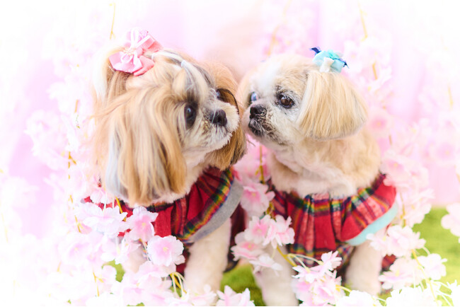  うちの子を“アート”に残す春。PET MODE ???? ️、4月限定「桜ブース」＆「肖像写真」プランを展開開始 