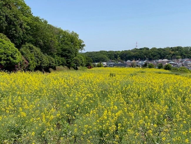 【東京都町田市】七国山の春の風物詩！菜の花が見頃を迎えます
