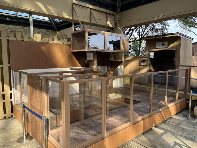 【横浜・八景島シーパラダイス】レッサーパンダの魅力をより間近に体感！『アクアミュージアム レッサーパンダ展示エリア拡張』【２０２５年４月１日（火）～】