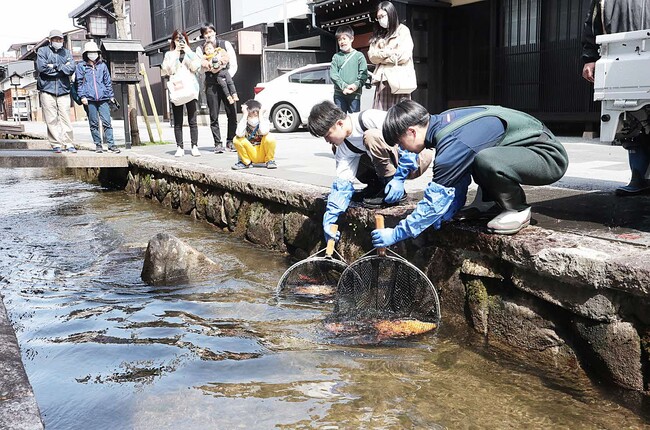 【岐阜県飛騨市】春到来！1000匹の鯉が飛騨古川「瀬戸川」に帰ってきます!
