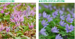 六甲高山植物園～春の妖精～「カタクリ、キクザキイチゲ」の群落が見頃です！