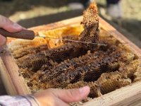 明大生が三浦市の観光商品を提案！地域の高校生と共同で「三浦はちみつクッキー」を開発～明治大学地域連携活動助成金プロジェクトでの成果～
