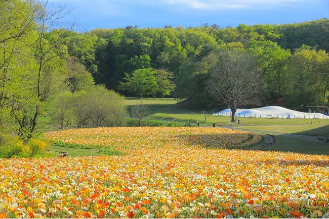 ～うららかな春を満喫～「HAPPY SPRING FESTA 2025」開催します（国営武蔵丘陵森林公園）
