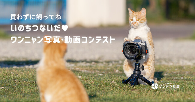 第16回 いのちつないだワンニャン写真動画コンテスト、作品募集スタート！犬や猫の殺処分ゼロを目指す公益法人が「買わずに飼ってね」をコンセプトに開催