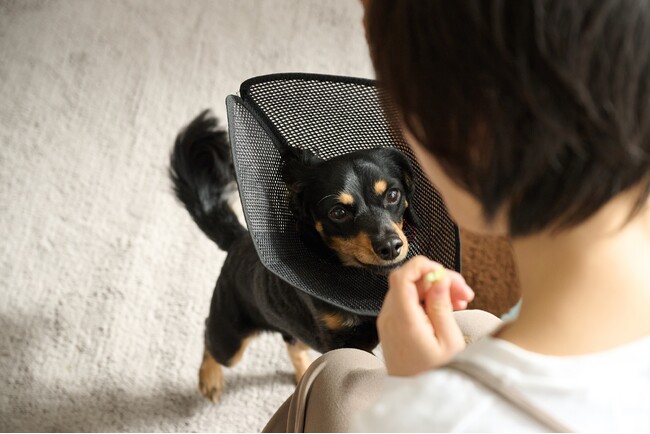 ペットの安心と快適さを叶える、メッシュ素材のエリザベスカラー新発売！