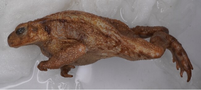 【研究論文掲載のお知らせ】1945年に那覇北部で採集されたミヤコヒキガエルの標本を発見