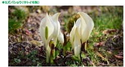 六甲高山植物園～春を告げる純白の花～「ミズバショウ」の群落が見頃です！