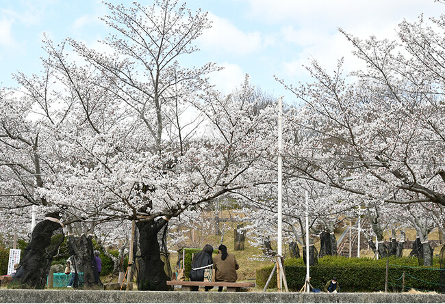 高槻市内の桜が見頃