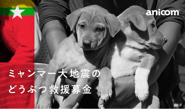 『ミャンマー大地震のどうぶつ救援募金』を実施します