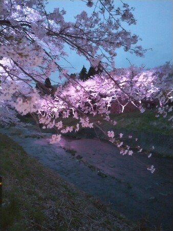 【福島県磐梯町・一般社団法人ばんだい振興公社】大谷川の夜桜が幻想的にライトアップ