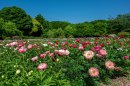 5月に入ると芍薬が見頃を迎えます 5月に入ると芍薬が見頃を迎えます