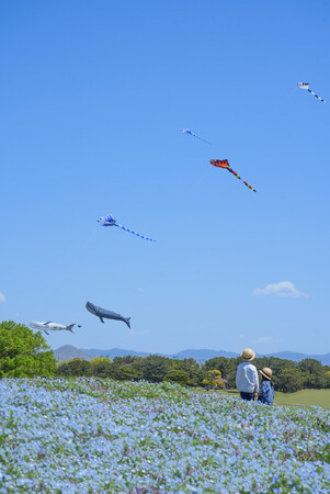 うみなか凧揚げフェスティバル開催【国営海の中道海浜公園】