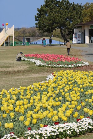 春本番!チューリップ見頃【国営海の中道海浜公園】