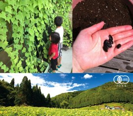 自社有機農場産の有機ヘチマの種を無料で配布 自社有機農場産の有機ヘチマの種を無料で配布