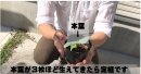 栽培方法は公式YouTubeチャンネルでサポート 栽培方法は公式YouTubeチャンネルでサポート
