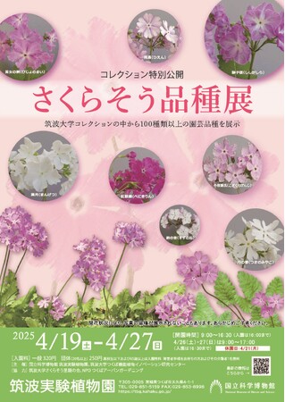 【国立科学博物館 筑波実験植物園】コレクション特別公開「さくらそう品種展」開催のご案内