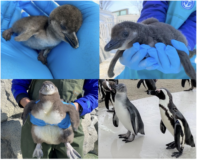 【仙台うみの杜水族館】うみの杜ビーチ初！春の訪れを告げる命の芽吹き『ケープペンギンのヒナ』 続々誕生