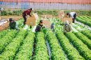 御代田町にある株式会社ベジアーツさんの野菜がサラダに 御代田町にある株式会社ベジアーツさんの野菜がサラダに