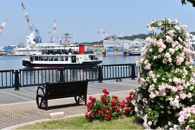 【入園無料】約130種類1,300株の「春バラ」が4月下旬～続々開花！横須賀港を臨むフランス式庭園にフォトスポットなどが登場（横須賀市ヴェルニー公園）