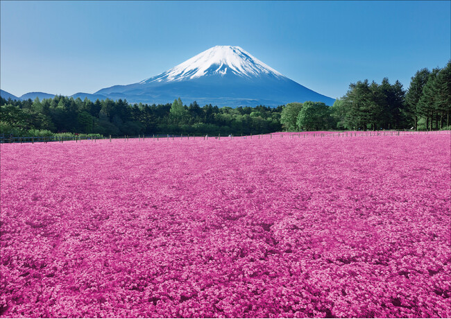 「富士芝桜まつり」明日4/12(土)開幕