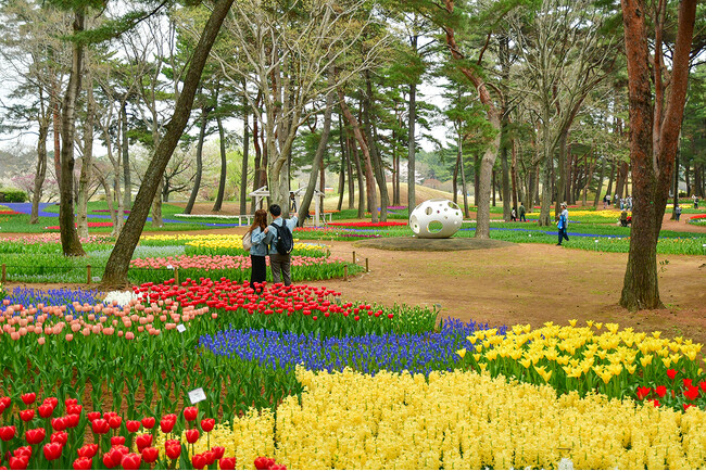 チューリップまもなく見頃です（国営ひたち海浜公園）
