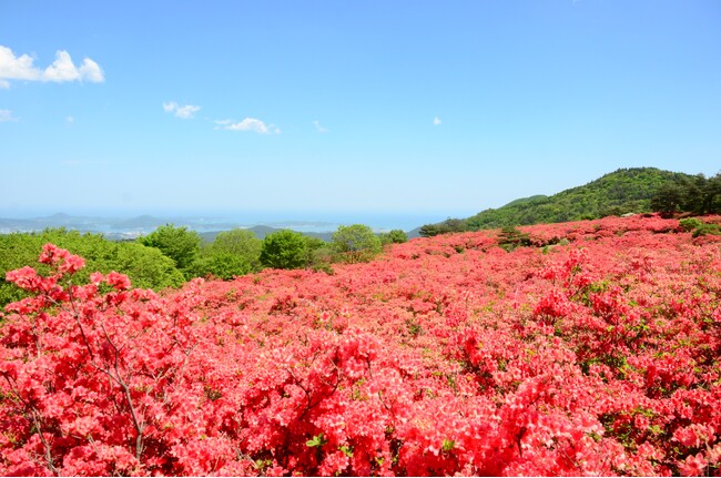 5月中旬からが最盛期約50万本が咲き誇る日本最大級のつつじの群生地「徳仙丈山（とくせんじょうさん）」　休暇村気仙沼大島では「徳仙丈山ハイキング応援宿泊プラン」を5月6日より販売