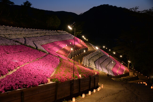 【速報】ヤマサ蒲鉾株式会社で「夜芝桜鑑賞会」が今年も開催！