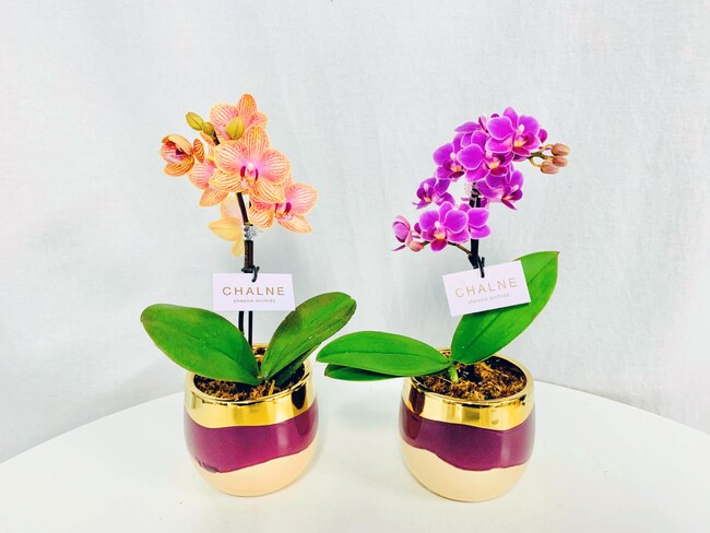 【明治記念館】“日頃の感謝の気持ちを込めて母の日に花を贈ろう！”　母の日フラワーギフトの胡蝶蘭シリーズに生花アレンジメントが加わりました