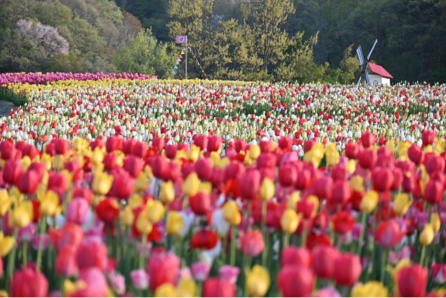 チューリップまつり開催（国営越後丘陵公園）