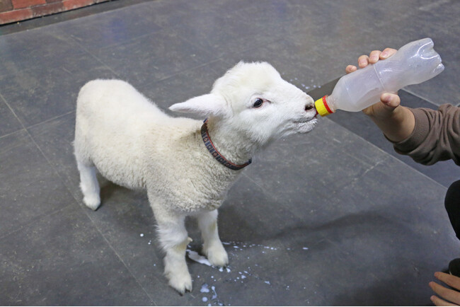 赤ちゃん羊の「かわいい“あの”シーン」をお披露目！「赤ちゃん羊のミルクタイム」4月21日より開催！