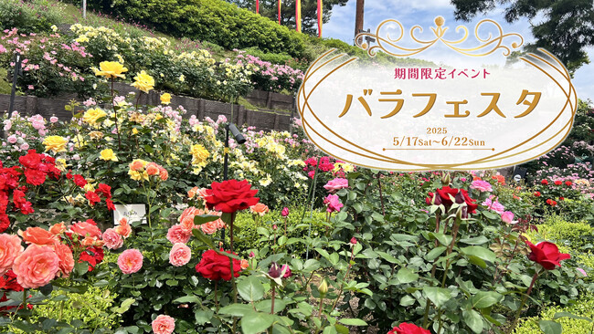 【西武園ゆうえんち】昭和１００年大祭典『西武園ゆうえんち　バラフェスタ』【２０２５年５月１７日（土）～６月２２日（日）開催】