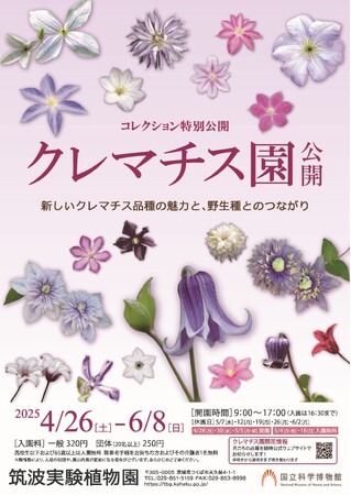 【国立科学博物館 筑波実験植物園】コレクション特別公開「クレマチス園公開」のご案内