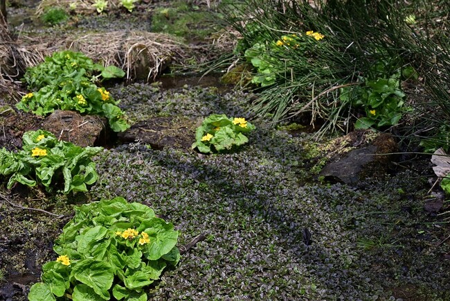 北海道にも「春」が来た！4/20（日）より夏期営業スタート！（国営滝野すずらん丘陵公園）